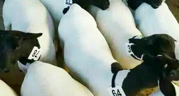 如何加工牛羊飼料？